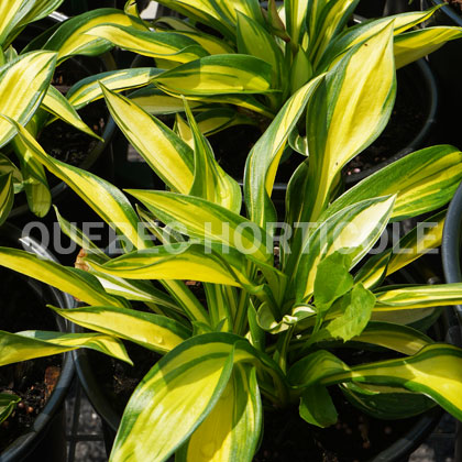 image de Hosta Rainbow's End