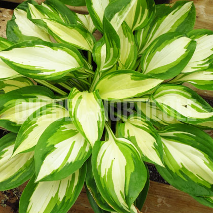 image de Hosta Rare Breed