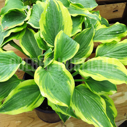 image de Hosta Satisfaction