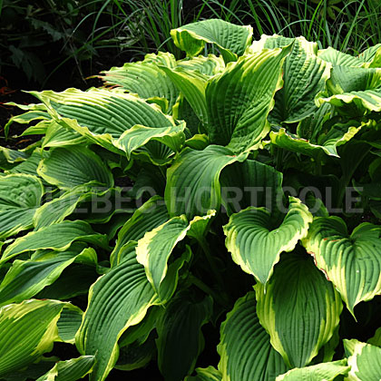 image de Hosta Spartacus