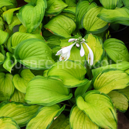 image de Hosta Stained Glass