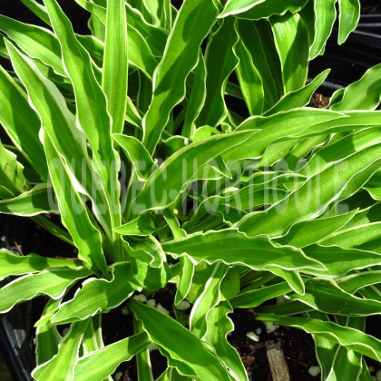 image de Hosta Stiletto