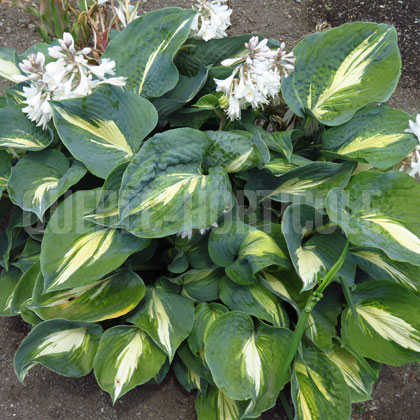 image de Hosta Tunderbolt