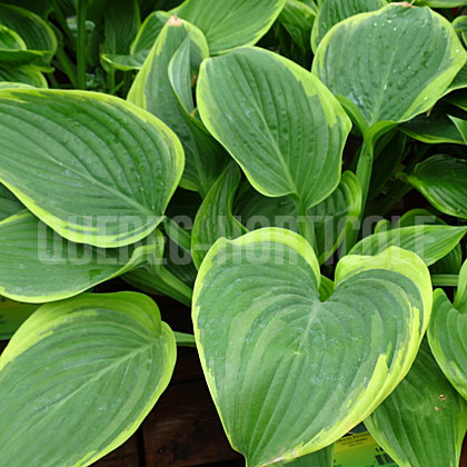 image de Hosta Victory