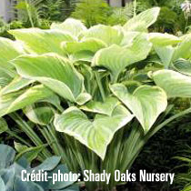 image de Hosta Victory