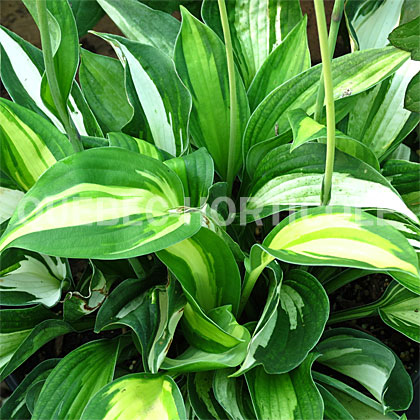 image de Hosta Vulcan