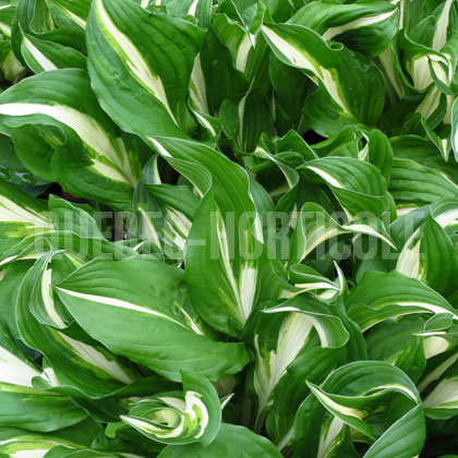 image de Hosta Undulata