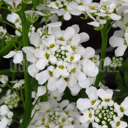 image de Iberis sempervirens Purity