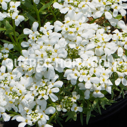 image de Iberis sempervirens Snowsation™