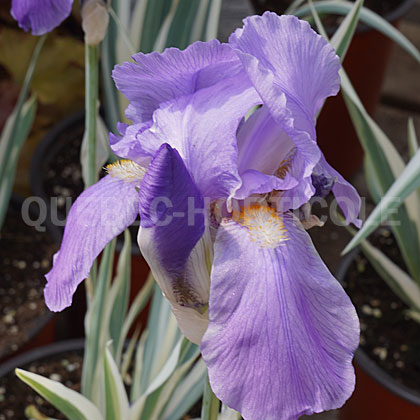 image de Iris pallida Argentea Variegata