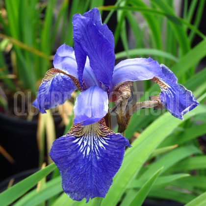 image de Iris sibirica Caesar's Brother