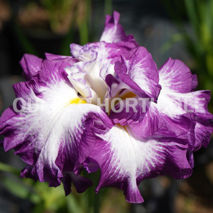 image de Iris ensata ( I. kaempferi ) Lion King