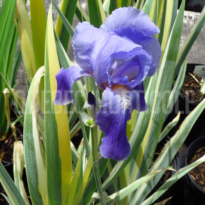 image de Iris pallida Aureovariegata