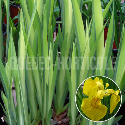 image de Iris pseudacorus Variegata