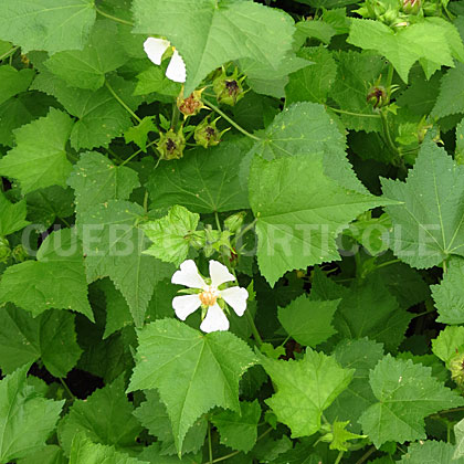 image de Kitaïbela vitifolia 