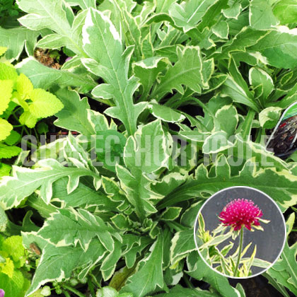 image de Knautia macedonica Thunder and Lightning