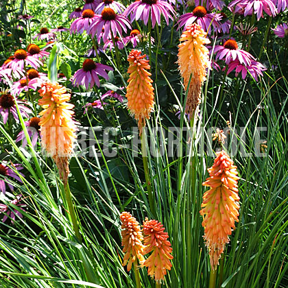 image de Kniphofia Creamsicle