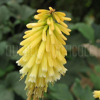 image de Kniphofia Echo Mango