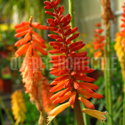 image de Kniphofia Echo Rojo