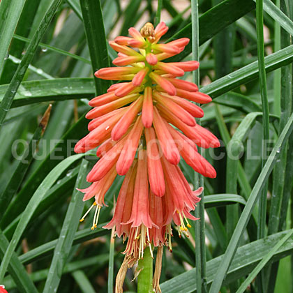 image de Kniphofia Redhot Popsicle