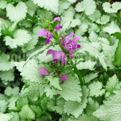 image de Lamium maculatum Ghost