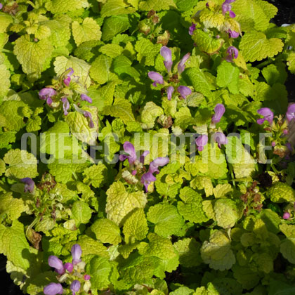 image de Lamium maculatum Lemon Frost