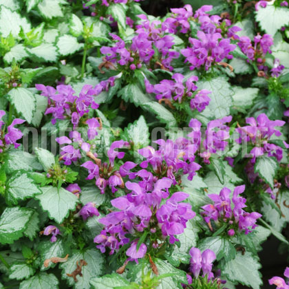 image de Lamium maculatum Purple Dragon