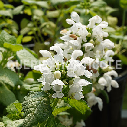 image de Lamium maculatum White Nancy