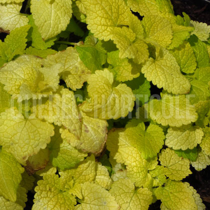 image de Lamium maculatum Aureum