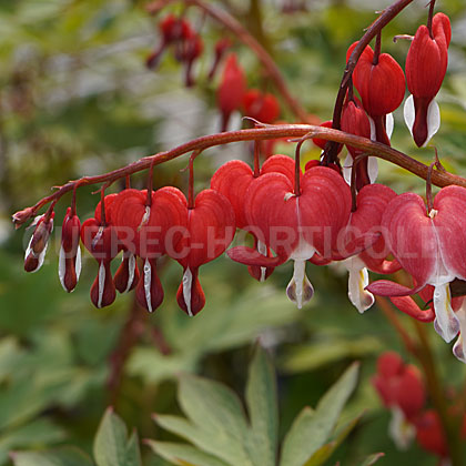 image de Lamprocapnos spectabilis Valentine™