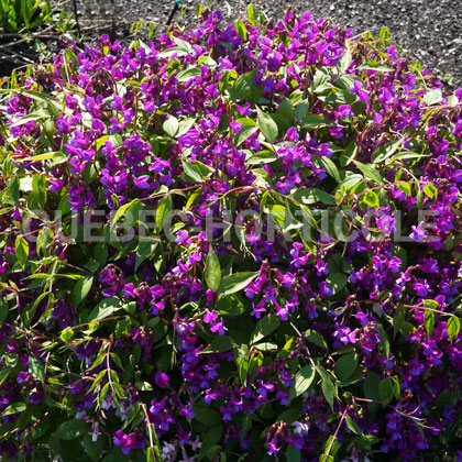 image de Lathyrus vernus 