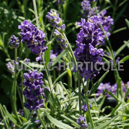 image de Lavandula angustifolia Big Time Blue