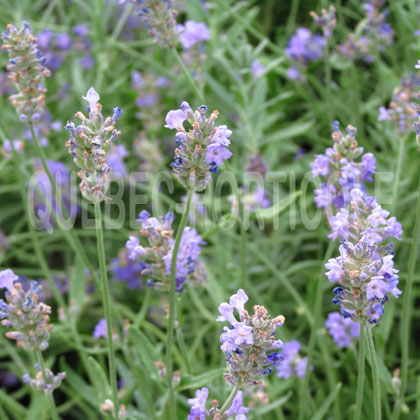 image de Lavandula angustifolia Munstead