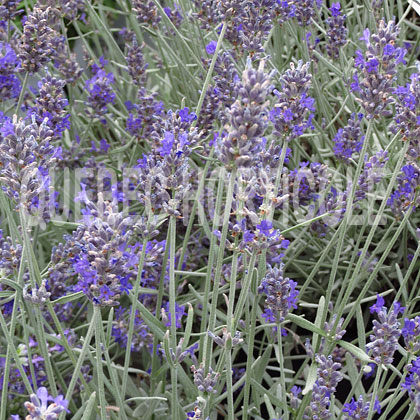 image de Lavandula angustifolia Silver Mist