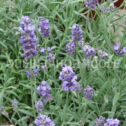 image de Lavandula angustifolia SuperBlue