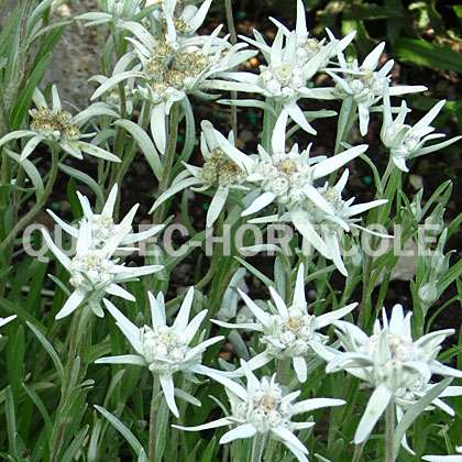 image de Leontopodium alpinum Blossom of Snow