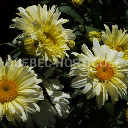 image de Leucanthemum x superbum Banana Cream II