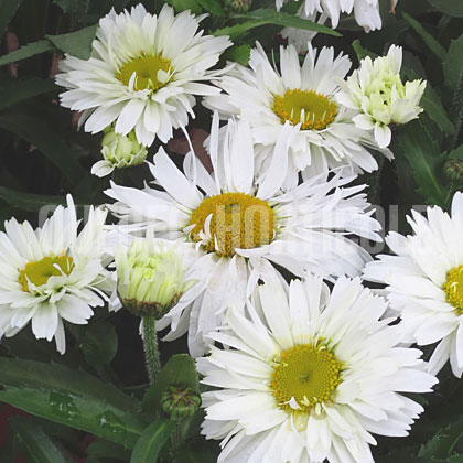 image de Leucanthemum x superbum Freak