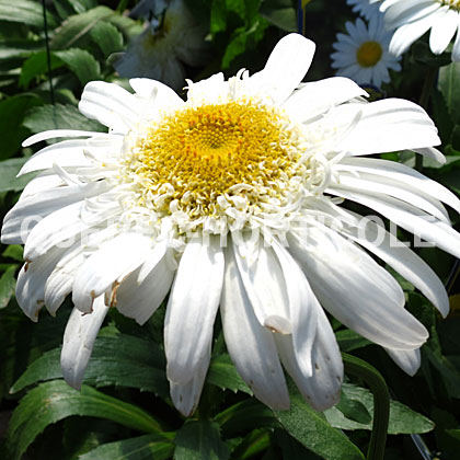 image de Leucanthemum x superbum Highland White Dream