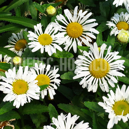 image de Leucanthemum x superbum La Crosse