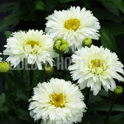 image de Leucanthemum x superbum Macaroon