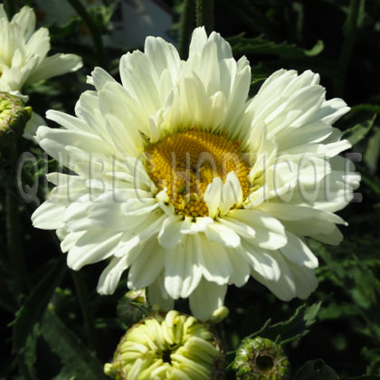 image de Leucanthemum x superbum Palladin