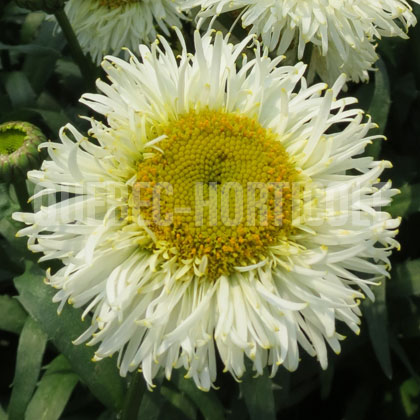 image de Leucanthemum x superbum Real Galaxy