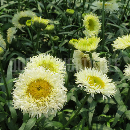 image de Leucanthemum x superbum Real Galaxy