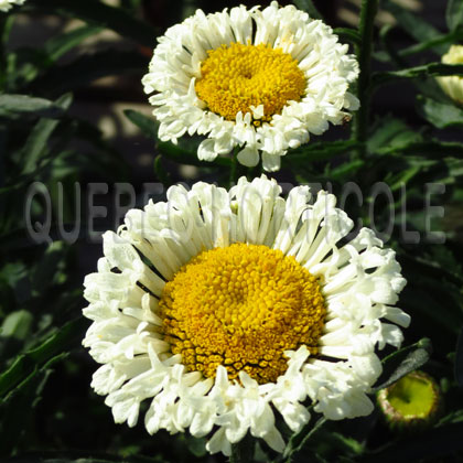 image de Leucanthemum x superbum Real Neat