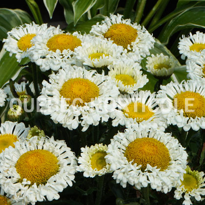 image de Leucanthemum x superbum Real Neat