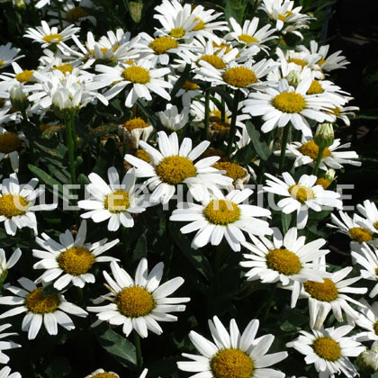 image de Leucanthemum x superbum Snow Lady