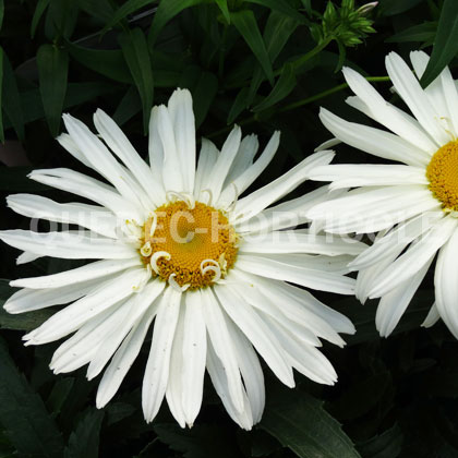 image de Leucanthemum x superbum Spoonful of Sugar