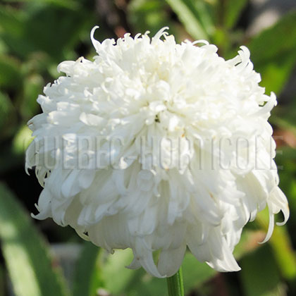 image de Leucanthemum x superbum Summer Snowball