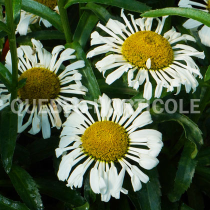 image de Leucanthemum x superbum Sweet Daisy™ Sofie